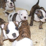 wij zijn 8 old english bulldog pups