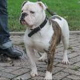 dit is de vader van de pups