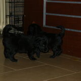 Max en Moena (voorheen Stuiter) buiten de bak. Net even een plasje…