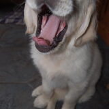 Gaaaaaaaaaaaaap