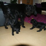 Dinges met Elmo (links) en Micky