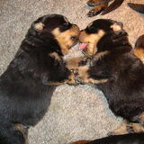 Twee pups samen