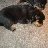 Pup alleen