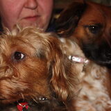 Foto van Muis,Vera, Papadopoulos, Odette, Annabelle en Ciska (Terra+, Dinky+, Saltarin+, Sam+, Zara+, Paco+)