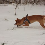 sneeuw eten