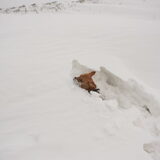 En toen waren de rollen omgedraait, en at de sneeuw Dana op!