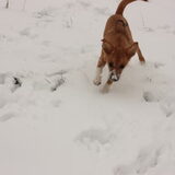 sneeuwmonstertje