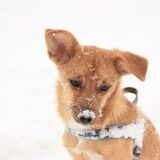 En weer uit de sneeuw gestrompeld!