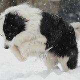 Sneeuwpret!