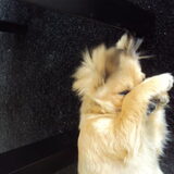 nee ! ik wil niet ! :-p