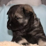 onze bram nu 6 april mogen we hem ophalen
