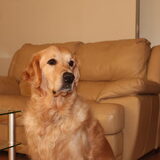 Onze lieve Bo bij de nieuwe bank.