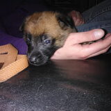 Foto van Kim & Peet met Cooper & Quiero