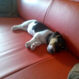 Jackie lekker slapen op de bank!