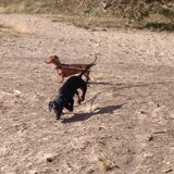 Foto van Daisy, Diva & Lady