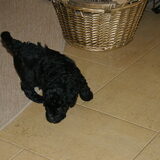 Micky