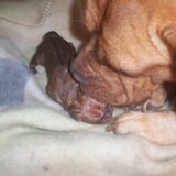 Pup 1 geboren