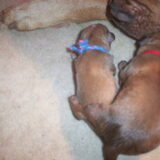 Allebei de pups