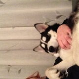 Boris