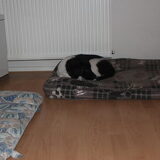 Onze Bente