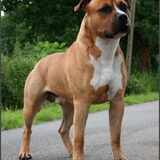 War Admiral Tipit z Hanky DNA / HD-B1 / ED-0 / NCL-A clear by parentage…