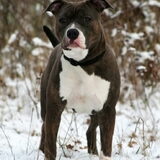 Stocky Rascals Latin Love NCL-A clear