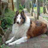 Dankbare herinnering aan mijn lieve goede vriend "Lassie". Overleden op…