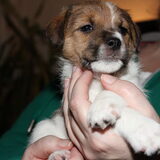 Ons puppy Woola