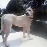 Swieber,am bull.uit asiel.Tophond en heeft met Nicky 11puppys gemaakt