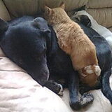 Foto van Tineke *Luna * Rambo (Brutus R.I.P)