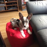 Milo, corgi van mijn zus :)