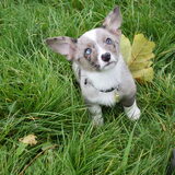 Kleine Milo :)