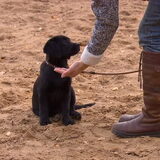 Beer in training (puppycursus Je Pup Trainen? Dat Kun Je Zelf)
