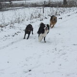 Foto van liesbeth,Turbo,Luna, Levi en Faith