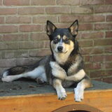 Am. Indiandog/Songdog Zaniya Tipi