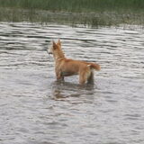 abbey de water rat