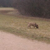 21-3-13: Lekker aan het snuffelen in het zuigerplaspark. Er waren…