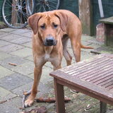 Foto van Anne-Wil (baasje van Juno)