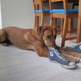 lekkere stink schoenen!