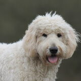 Foto van Dewi & de doodles