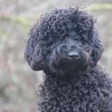 Foto van Dewi & de doodles