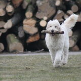 Foto van Dewi & de doodles