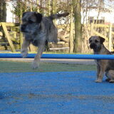 Springende Jessy ~4 jaar
