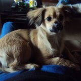 Foto van dog en lady