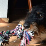 Foto van Pepijn & Otis