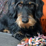 Foto van Pepijn & Otis