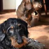 Foto van Pepijn & Otis