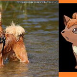 Foto van Barbara, Vos, Quin en Boo
