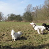 Foto van Amigo en K.C.