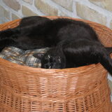 moli